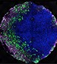 Growing embryonic tissues on a chip
